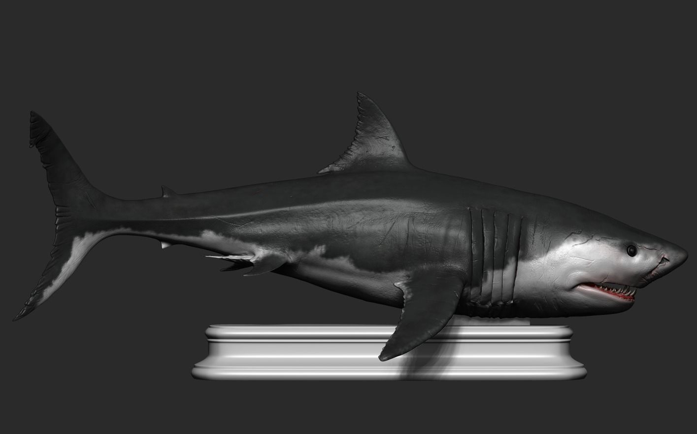 White Shark 3D print model_10