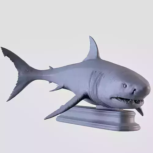 White Shark 3D print model