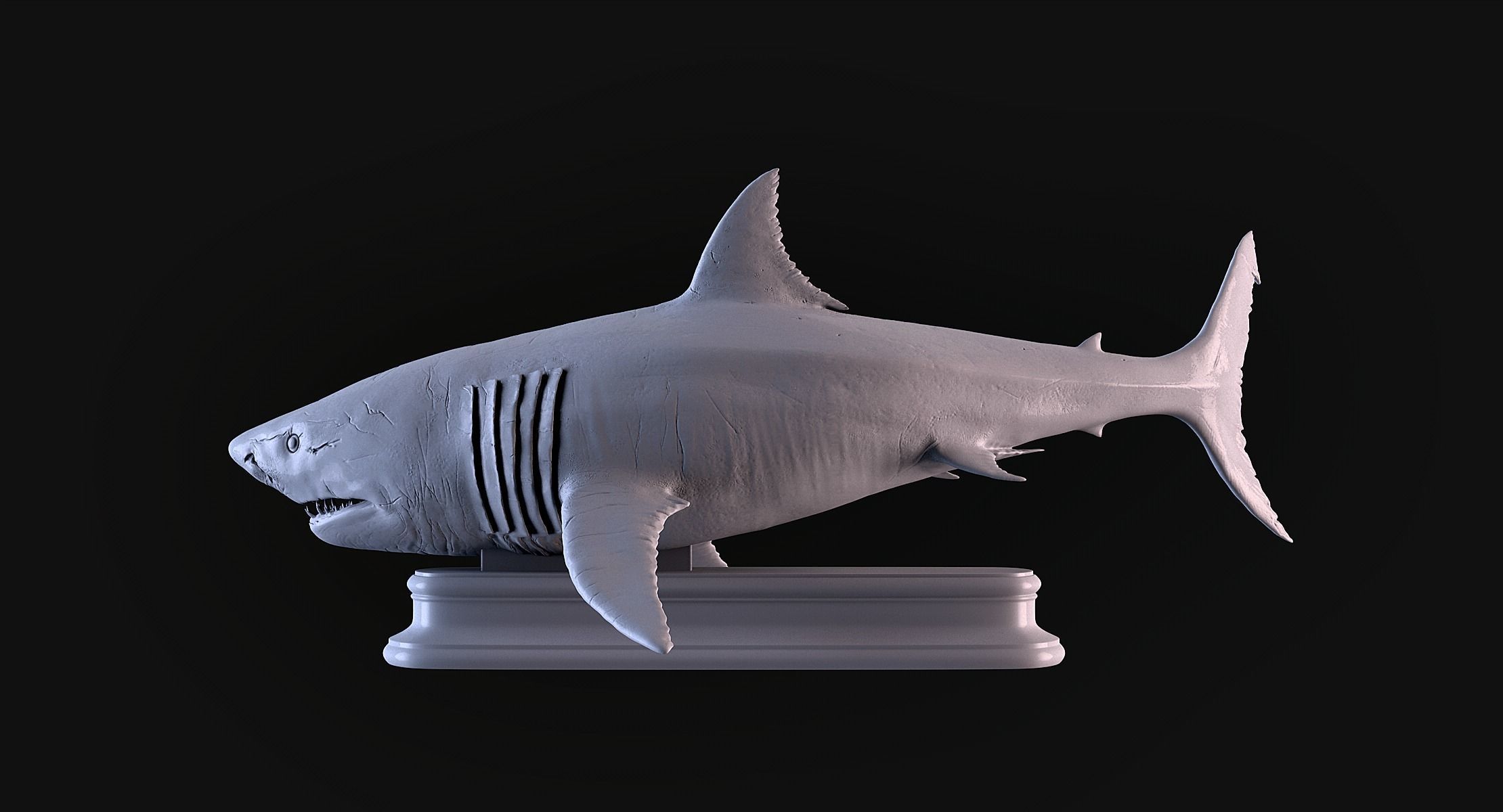 White Shark 3D print model_7