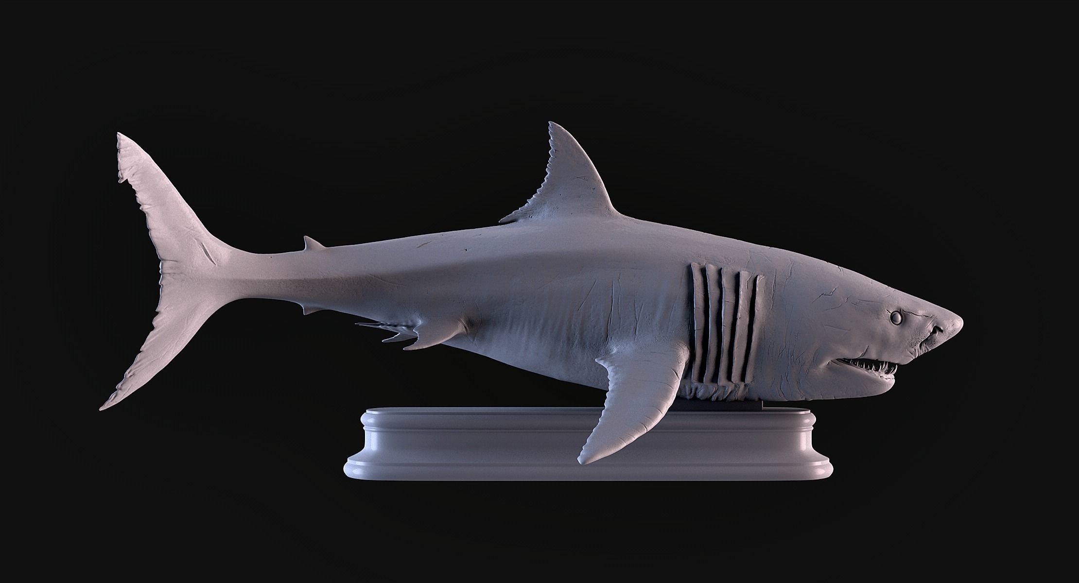 White Shark 3D print model_3