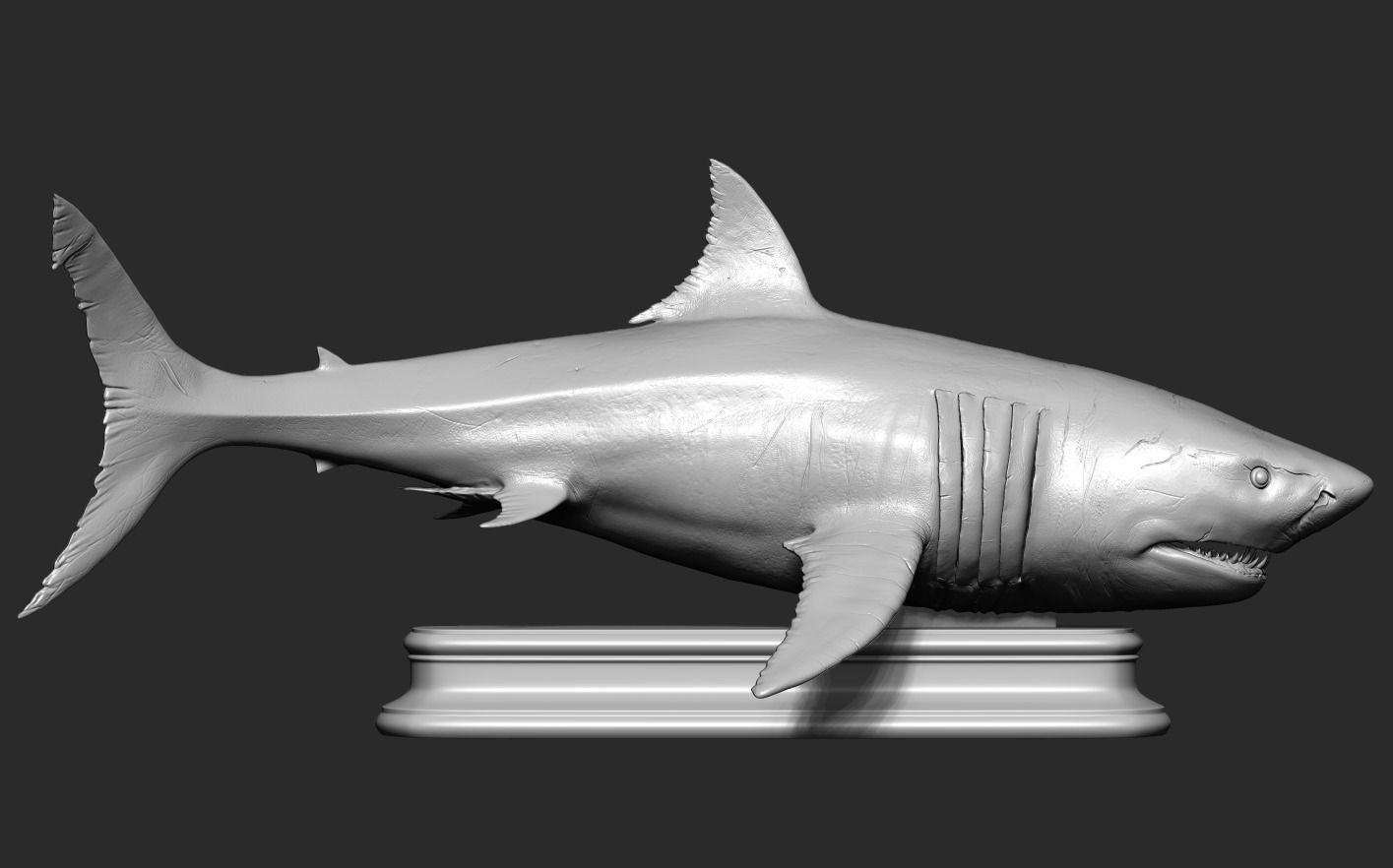 White Shark 3D print model_15