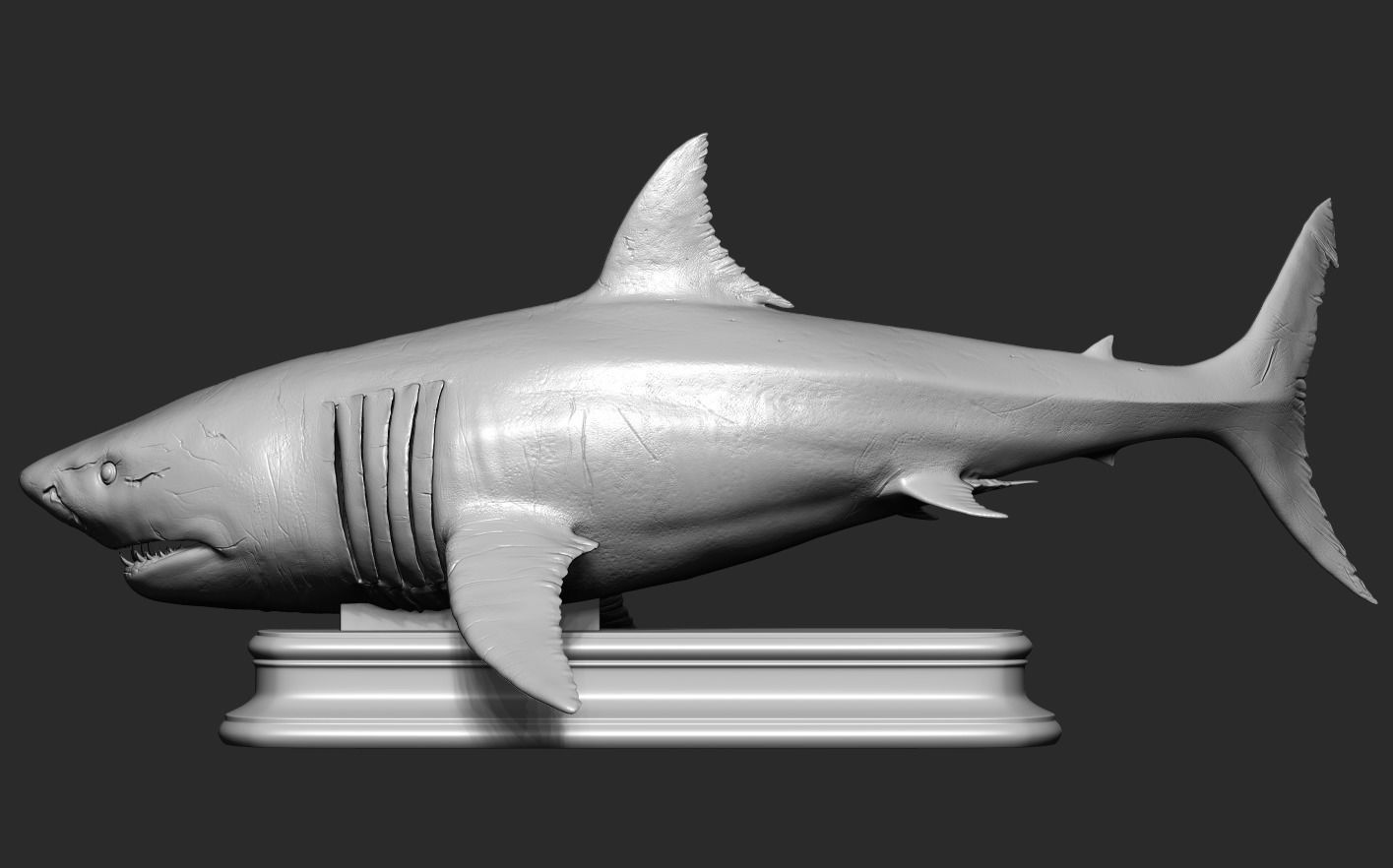 White Shark 3D print model_14