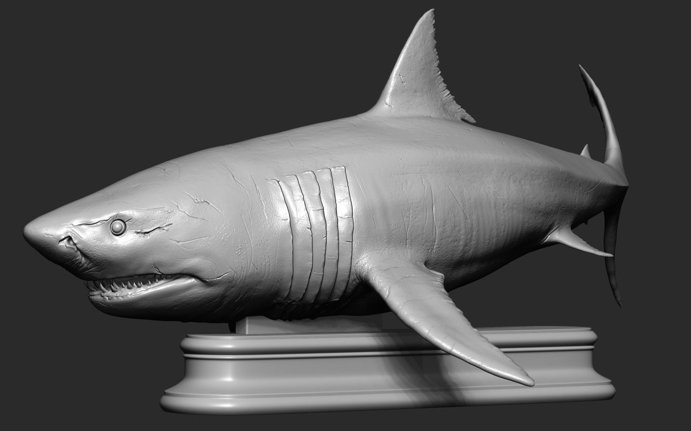 White Shark 3D print model_16