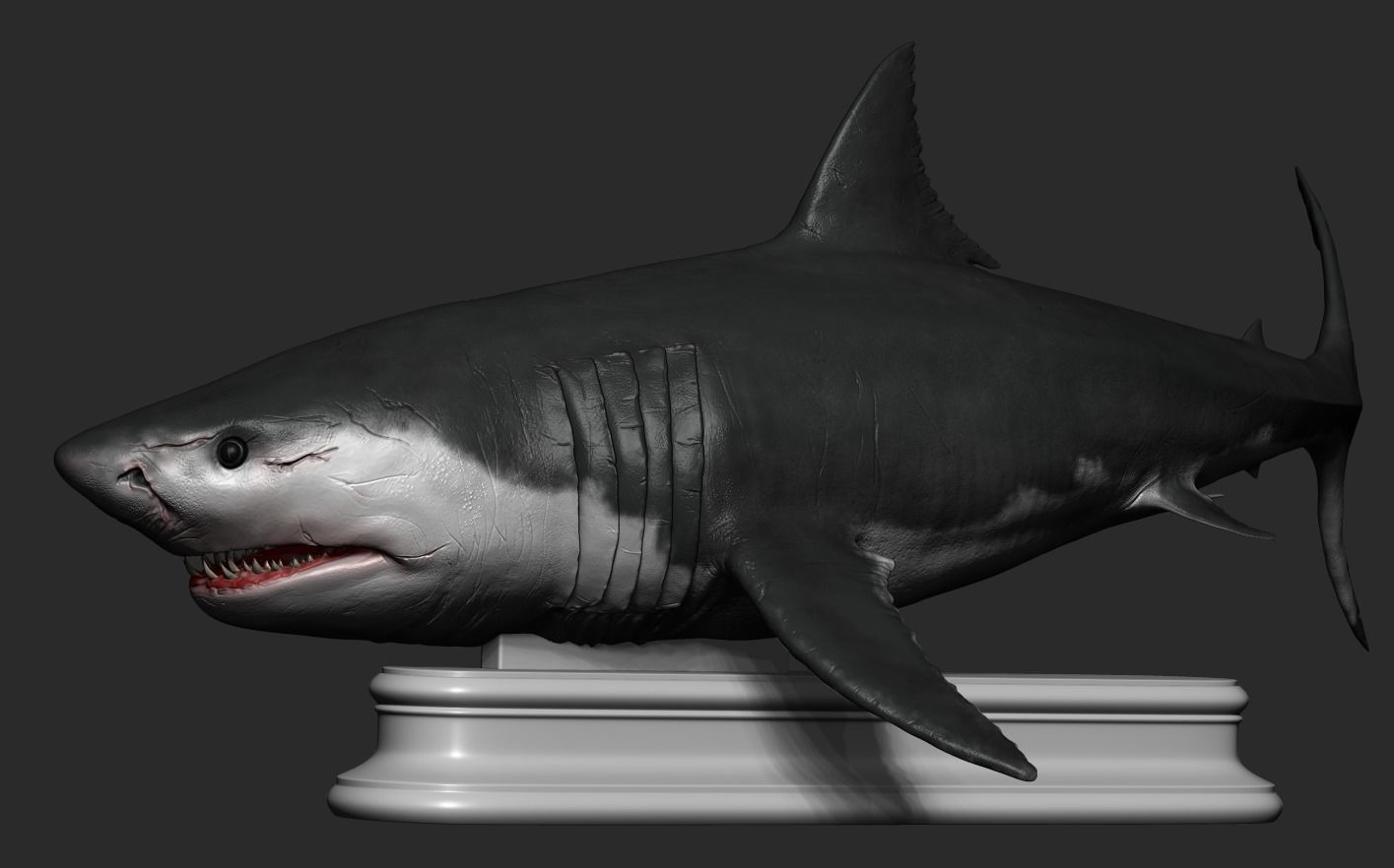 White Shark 3D print model_12