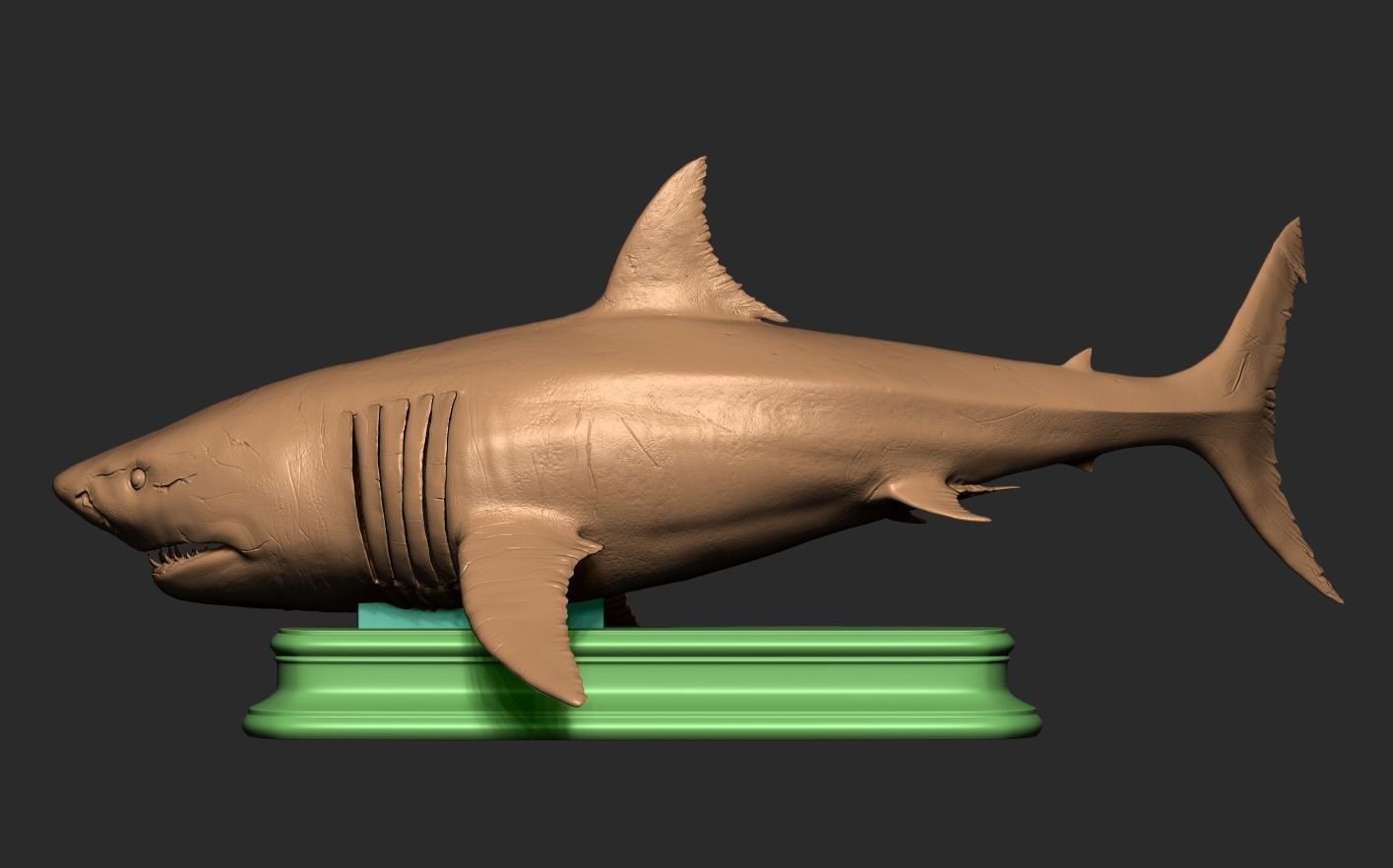 White Shark 3D print model_19