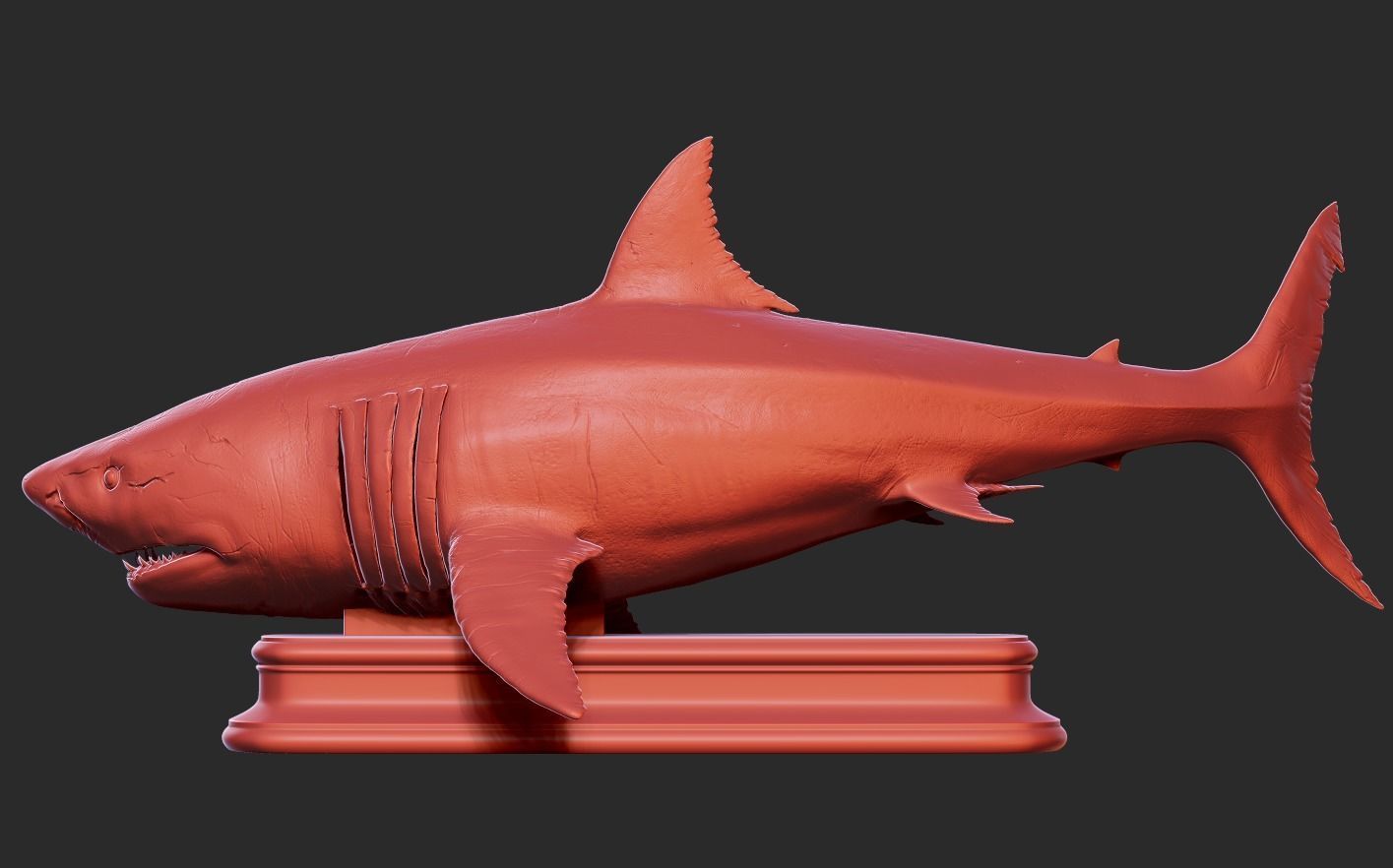 White Shark 3D print model_18