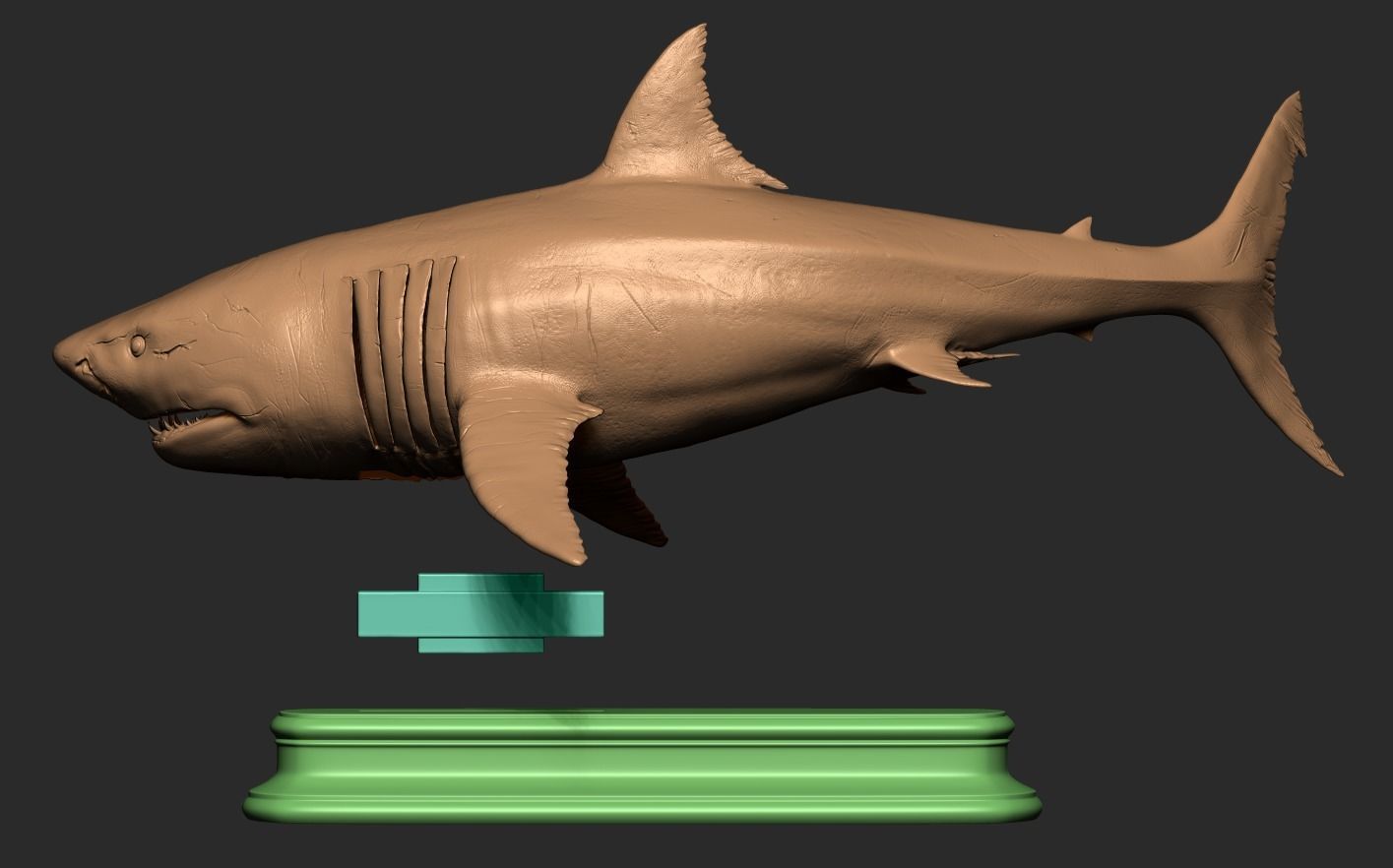White Shark 3D print model_20