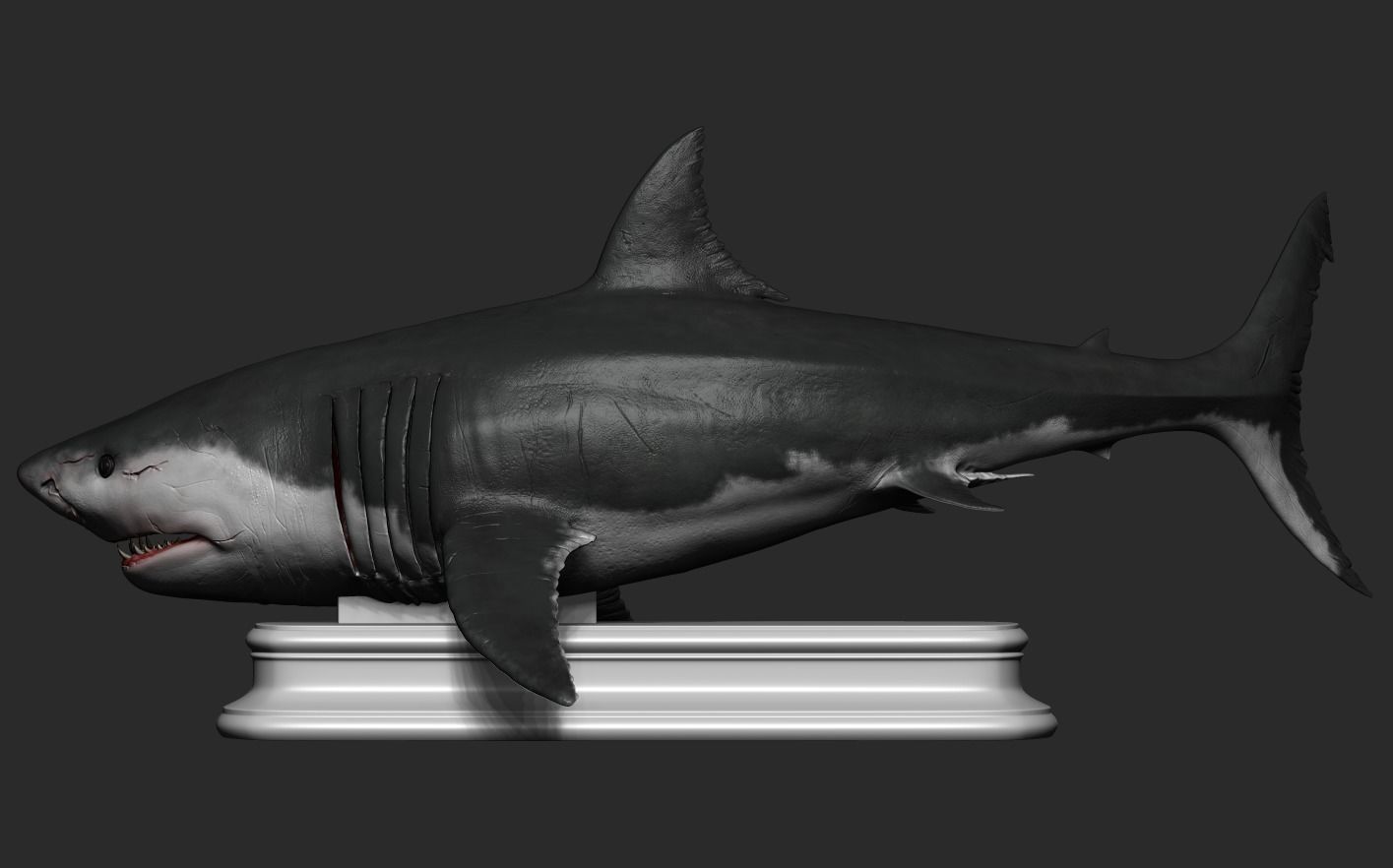 White Shark 3D print model_9