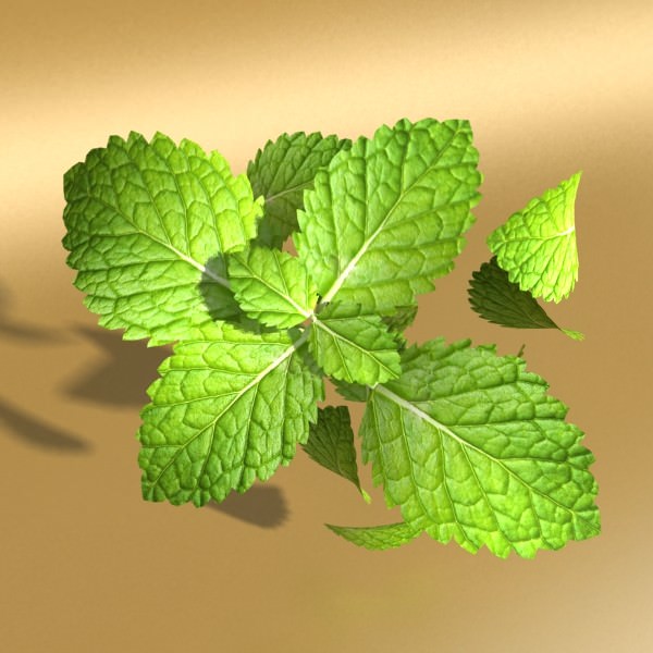 High Detailed Bacardi Bottle Mojito and Rum Shot 3D model_22