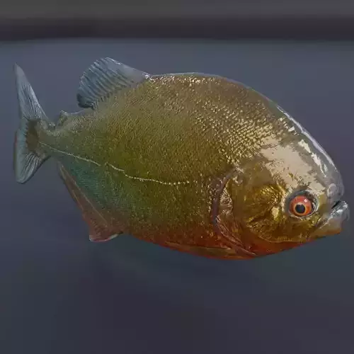 Piranha fish