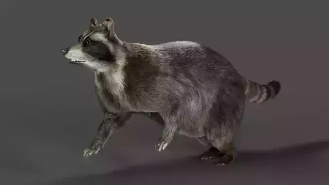 3D Fur Raccoon Rigged Animation in Blender Low-poly 3D model