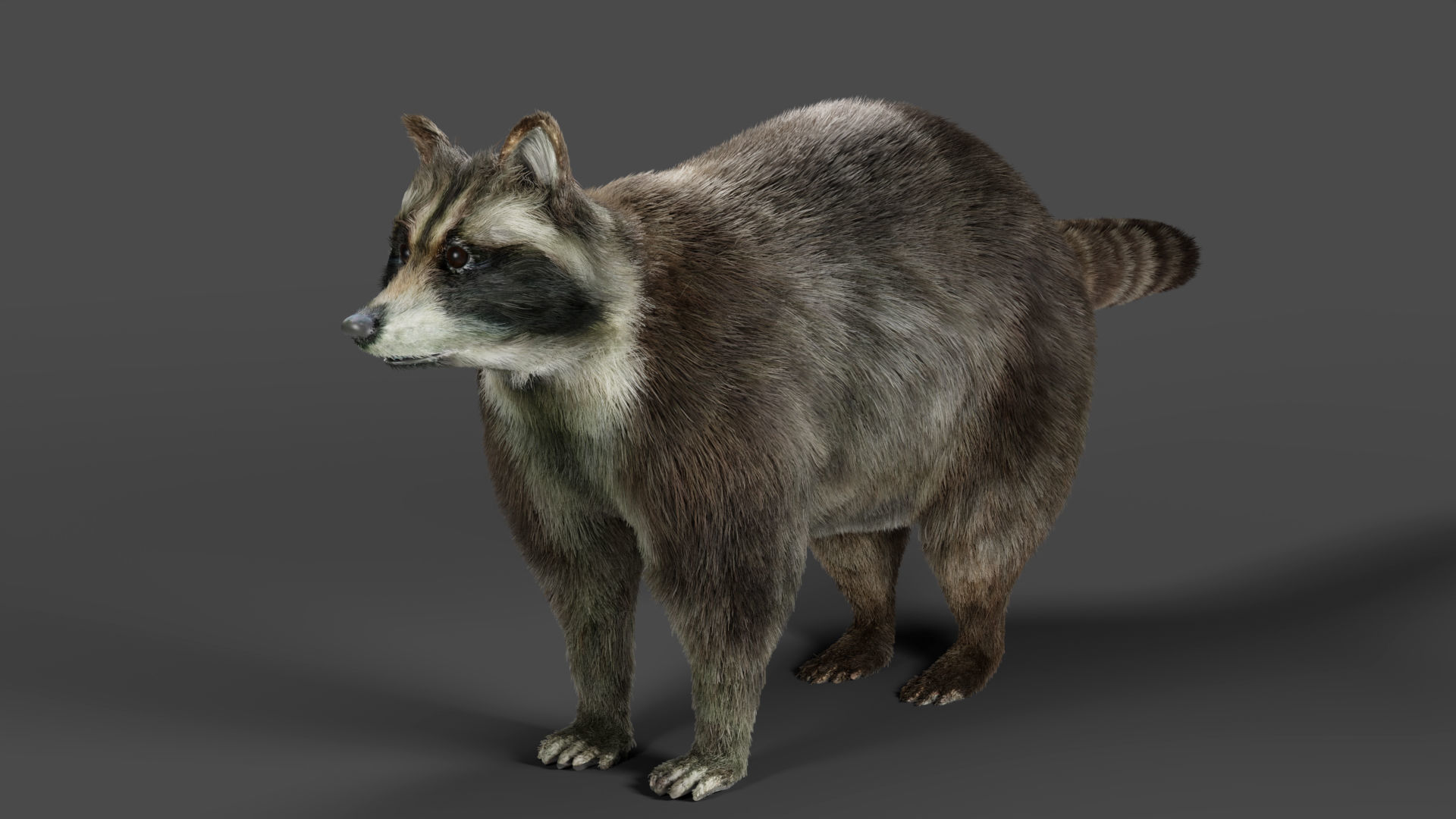 3D Fur Raccoon Rigged in Blender Low-poly 3D model_2