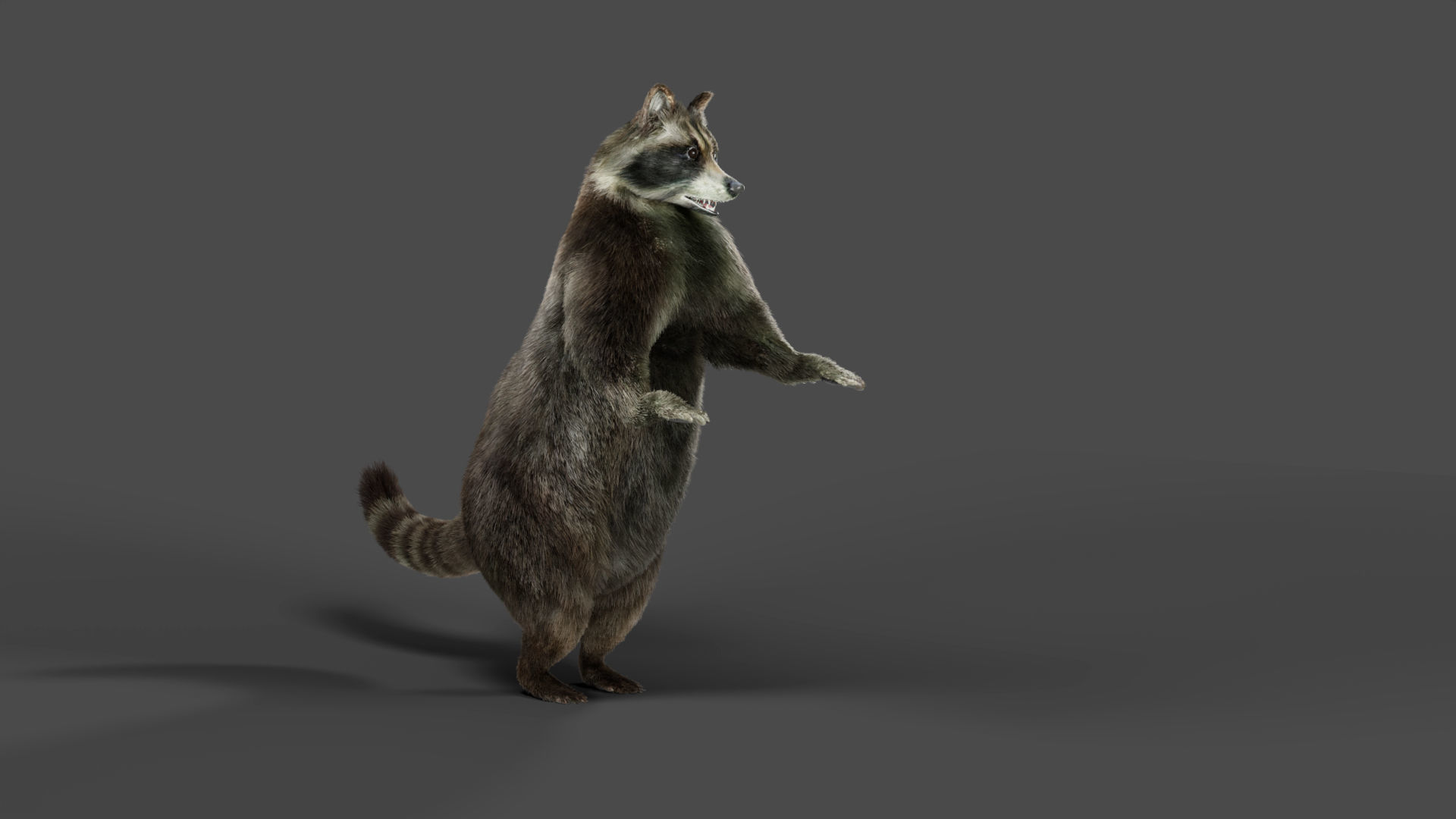 3D Fur Raccoon Rigged in Blender Low-poly 3D model_7