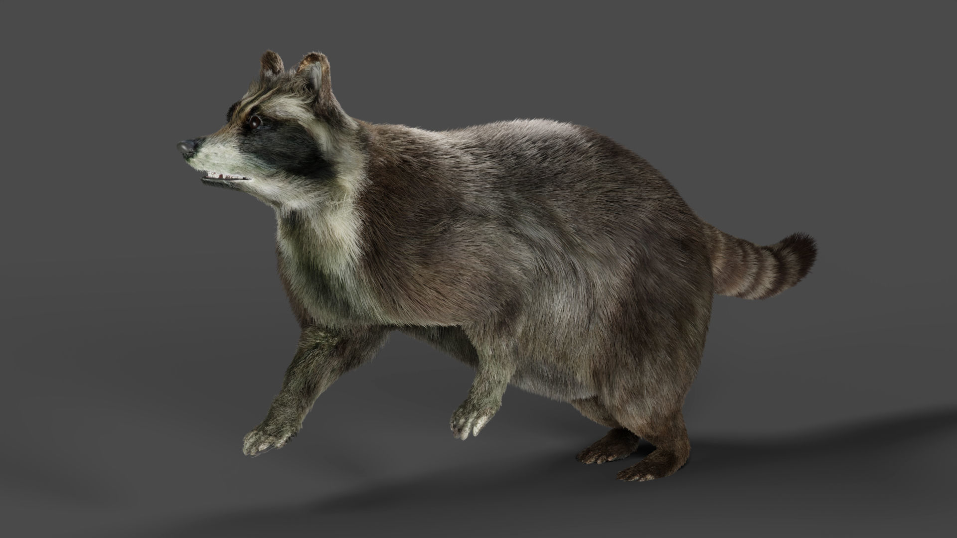 3D Fur Raccoon Rigged in Blender Low-poly 3D model_9