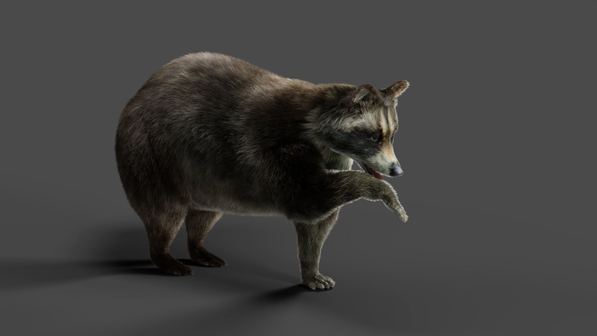 3D Fur Raccoon Rigged in Blender Low-poly 3D model_4