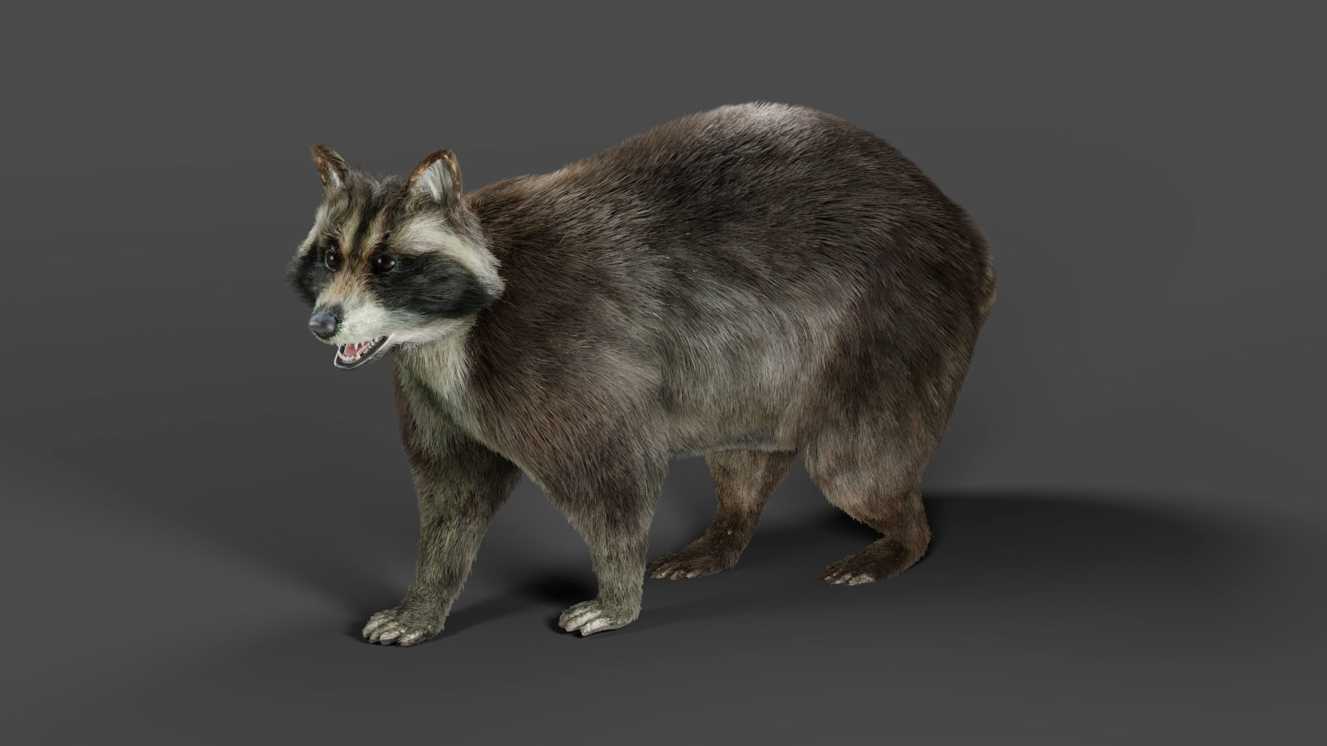 3D Fur Raccoon Rigged in Blender Low-poly 3D model_5