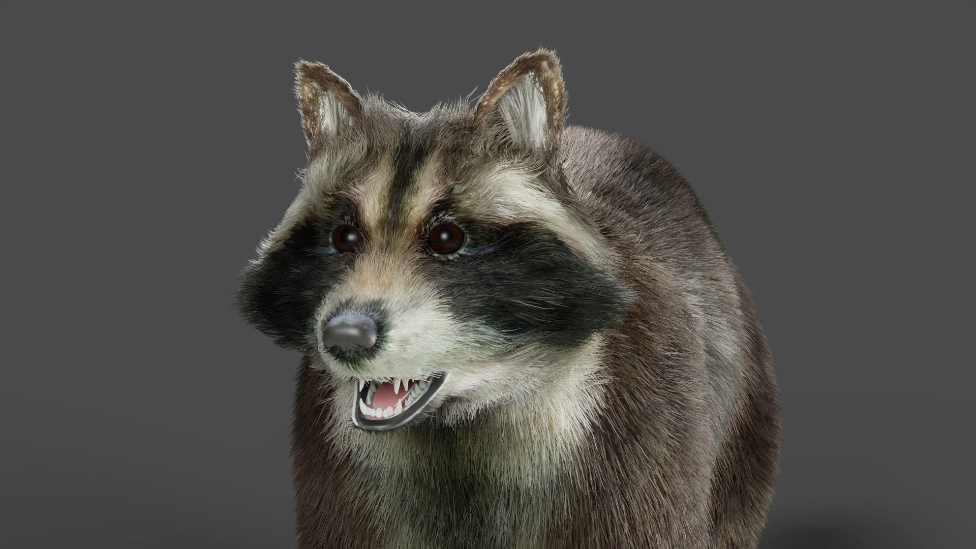 3D Fur Raccoon Rigged in Blender Low-poly 3D model_10