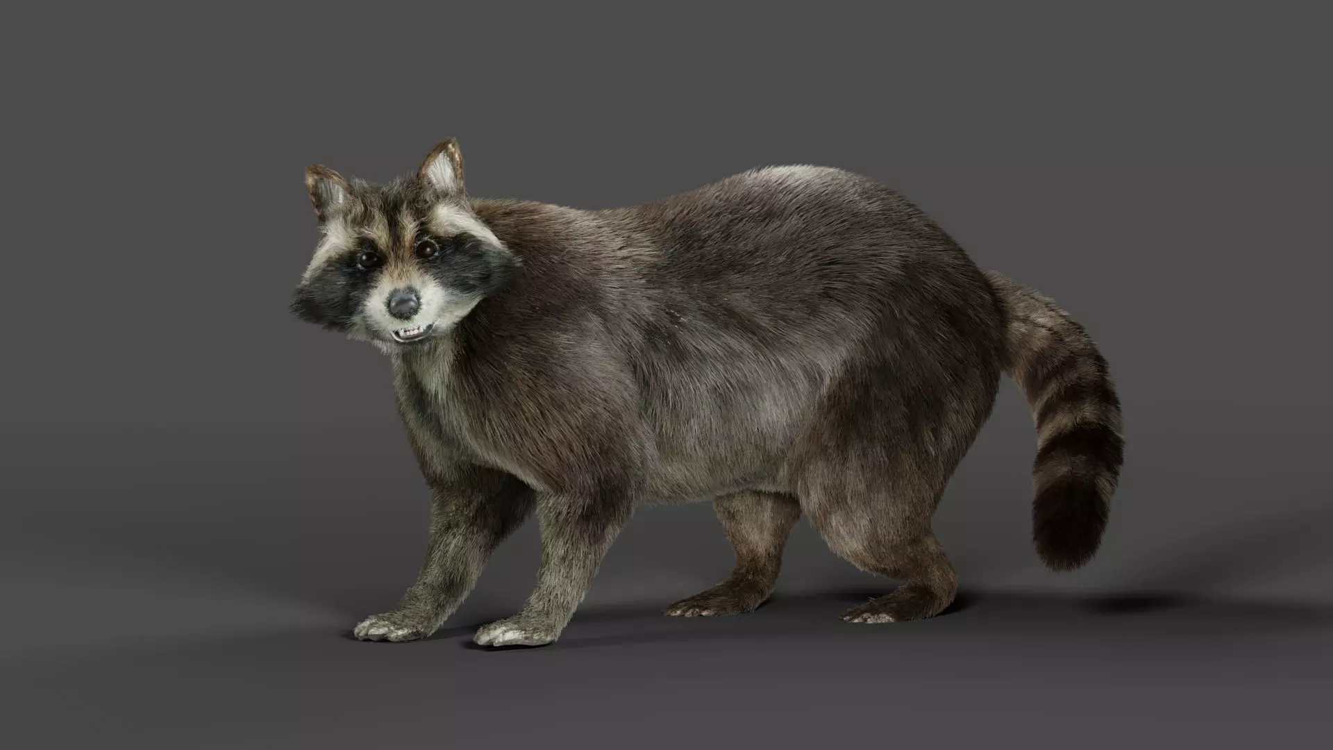 3D Fur Raccoon Rigged in Blender Low-poly 3D model_0
