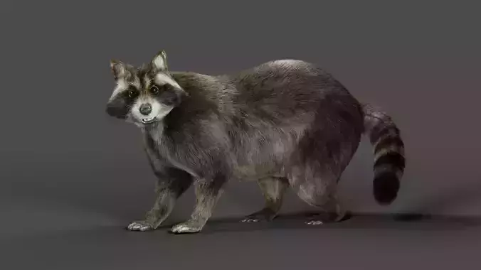 3D Fur Raccoon Rigged in Blender Low-poly 3D model