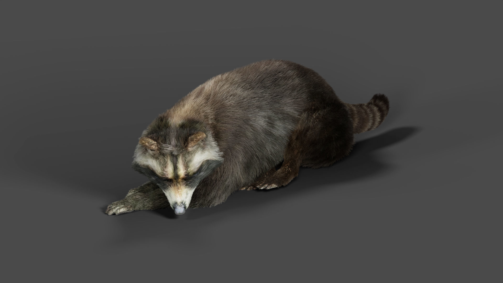 3D Fur Raccoon Rigged in Blender Low-poly 3D model_6