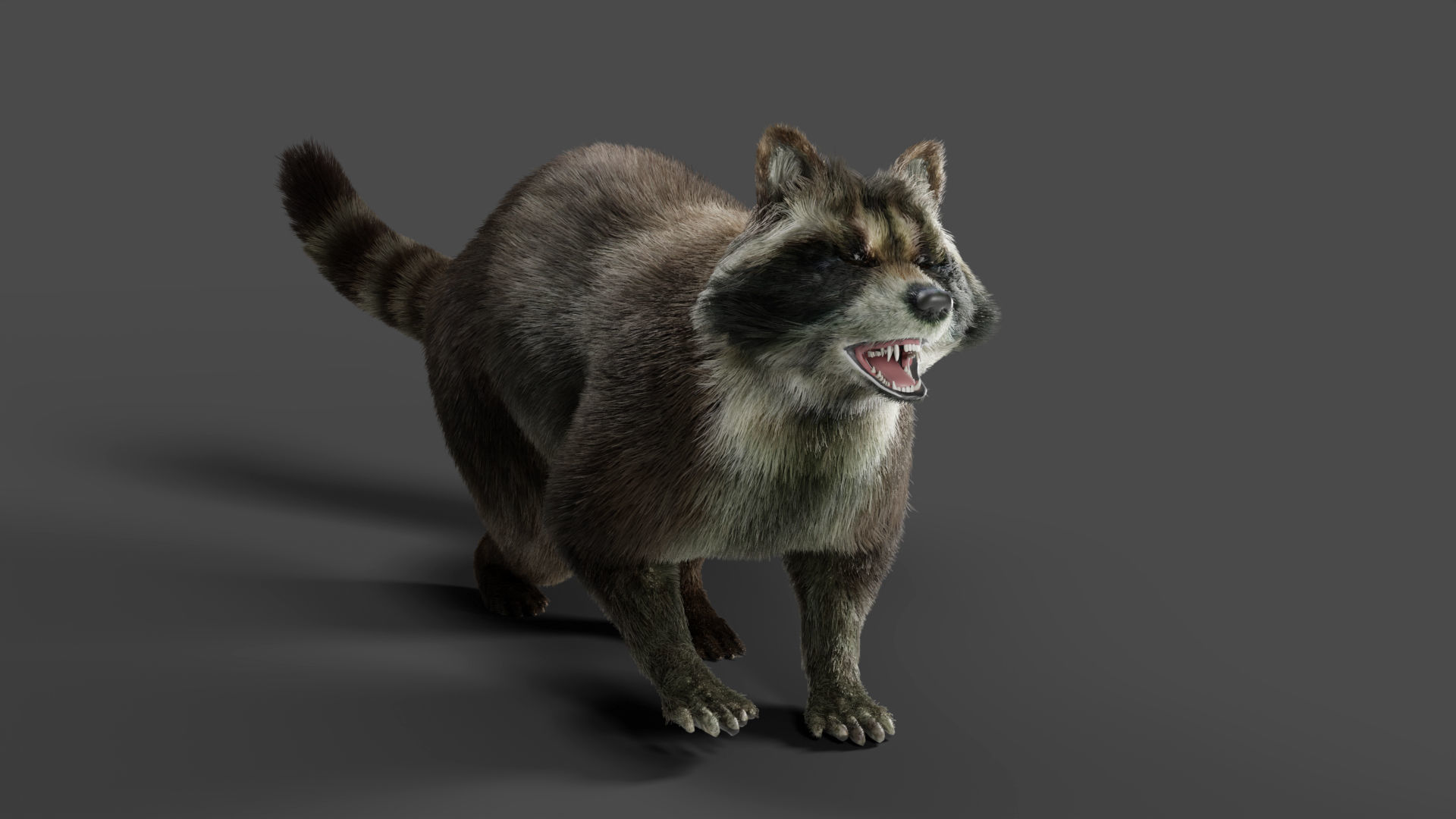 3D Fur Raccoon Rigged in Blender Low-poly 3D model_8