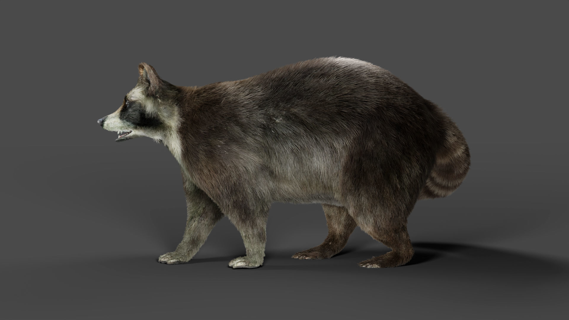 3D Fur Raccoon Rigged in Blender Low-poly 3D model_3