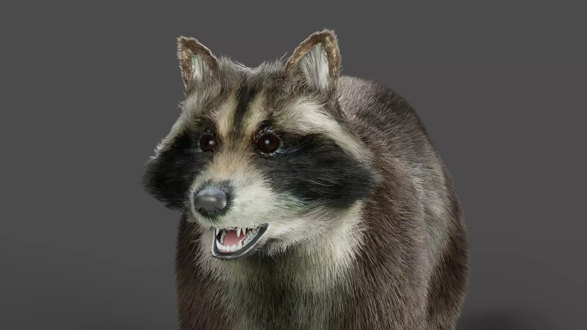 3D Fur Raccoon NO Rigged Low-poly 3D model_0