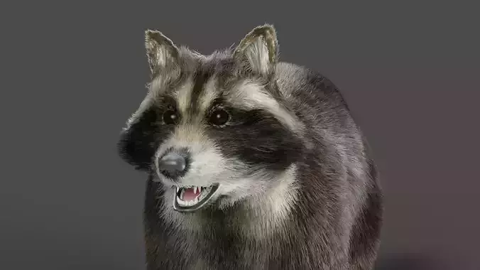 3D Fur Raccoon NO Rigged