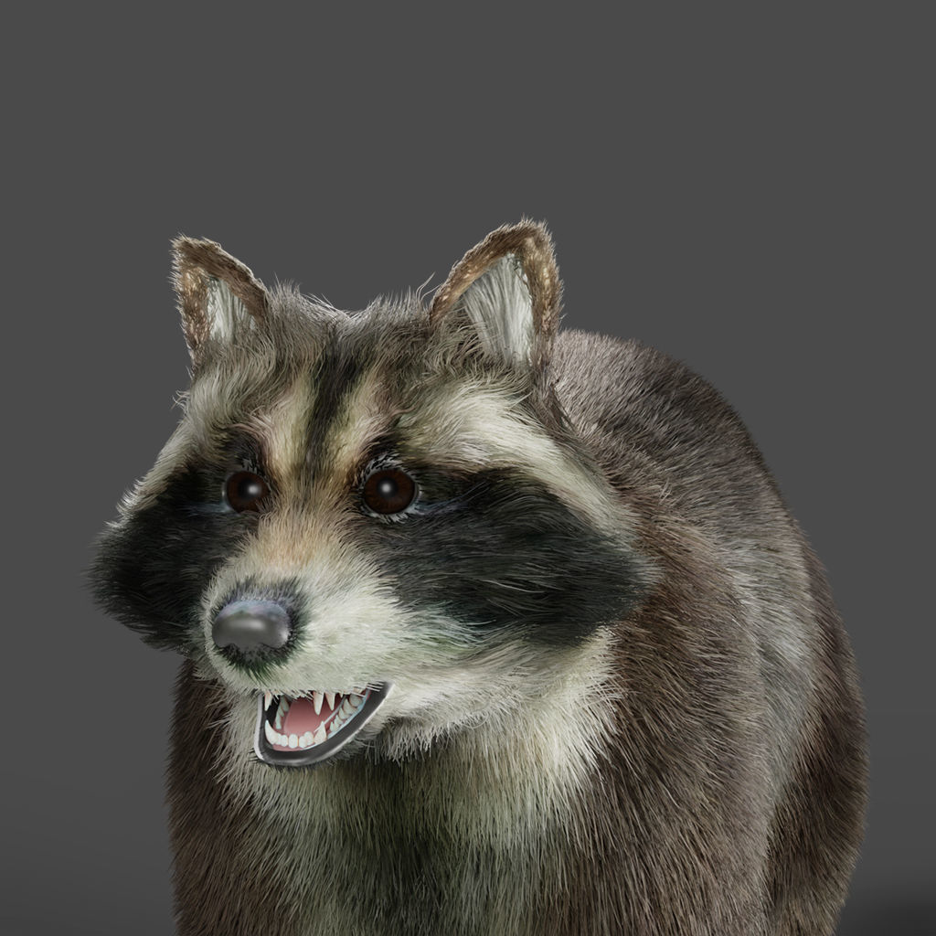 3D Fur Raccoon NO Rigged Low-poly 3D model_12