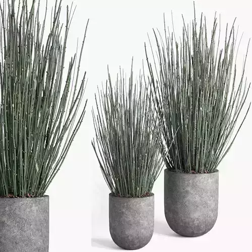 indoor plant set008 candellila plant