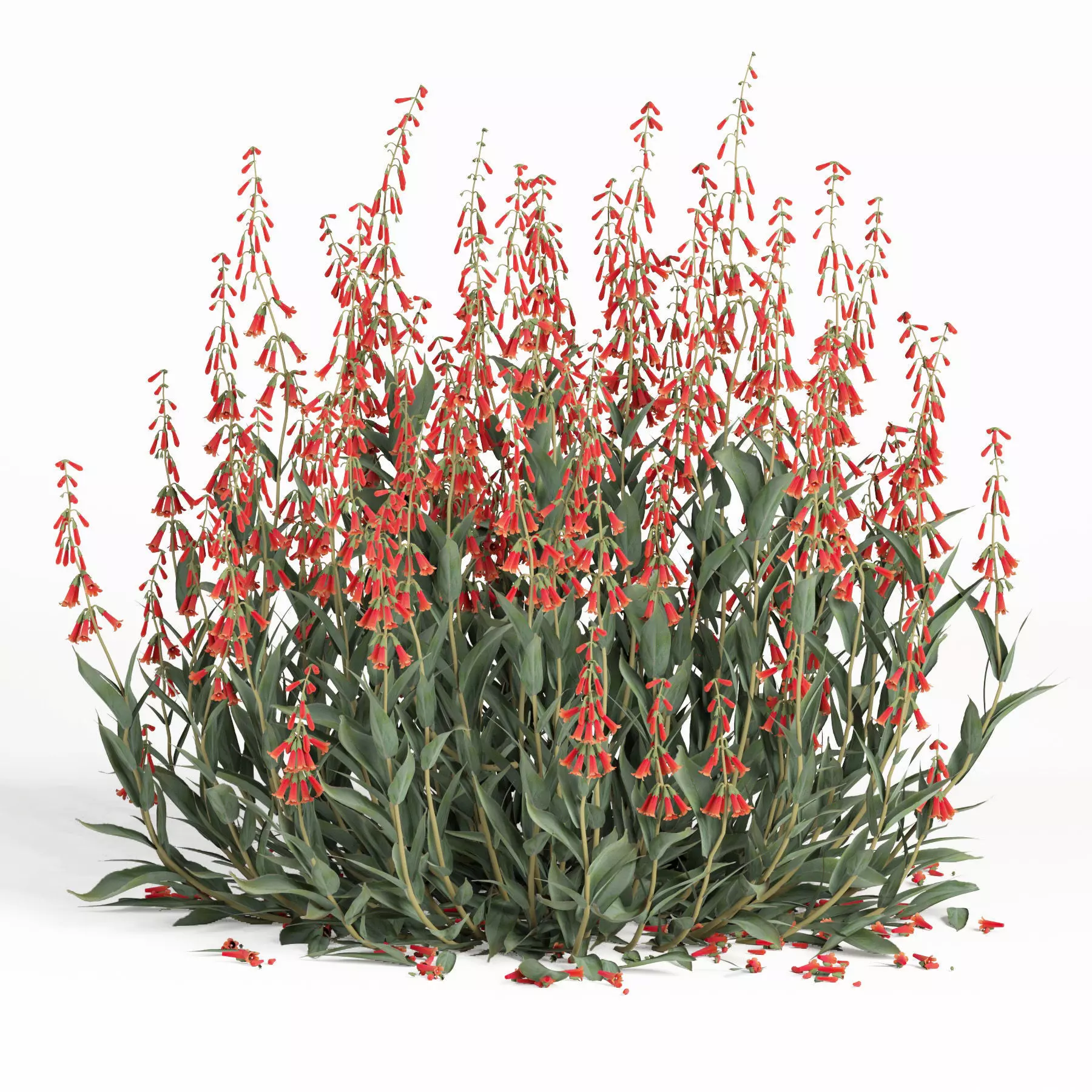 outdoor plant004 Firecracker Penstemon plant 3D model