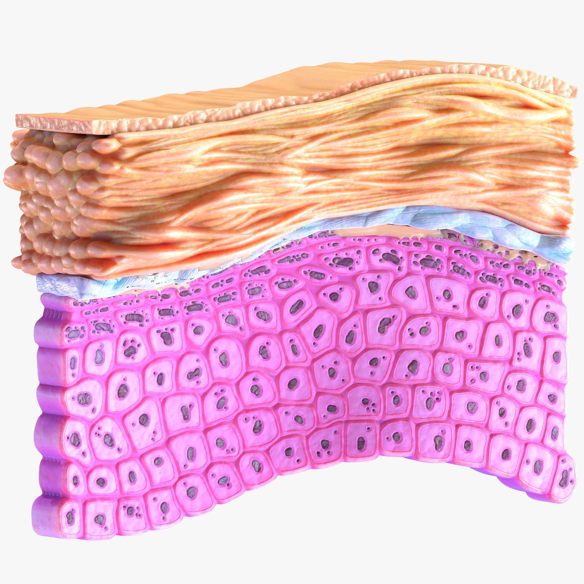 Epidermis Cross Section 3D model_4