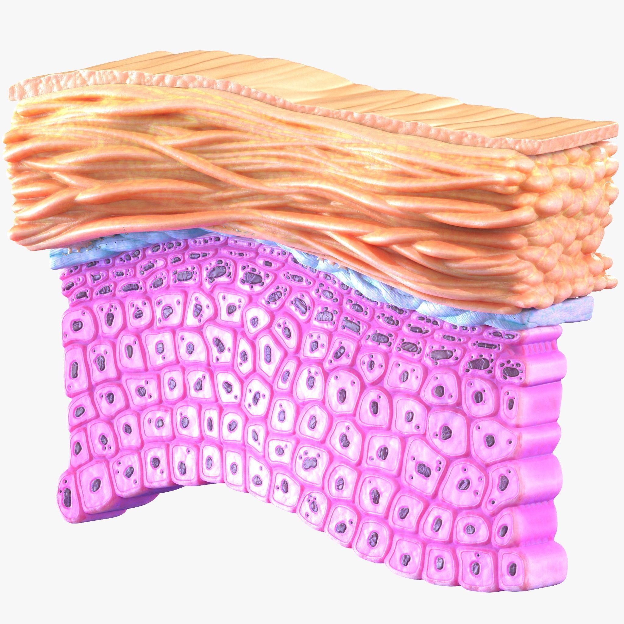 Epidermis Cross Section 3D model_1