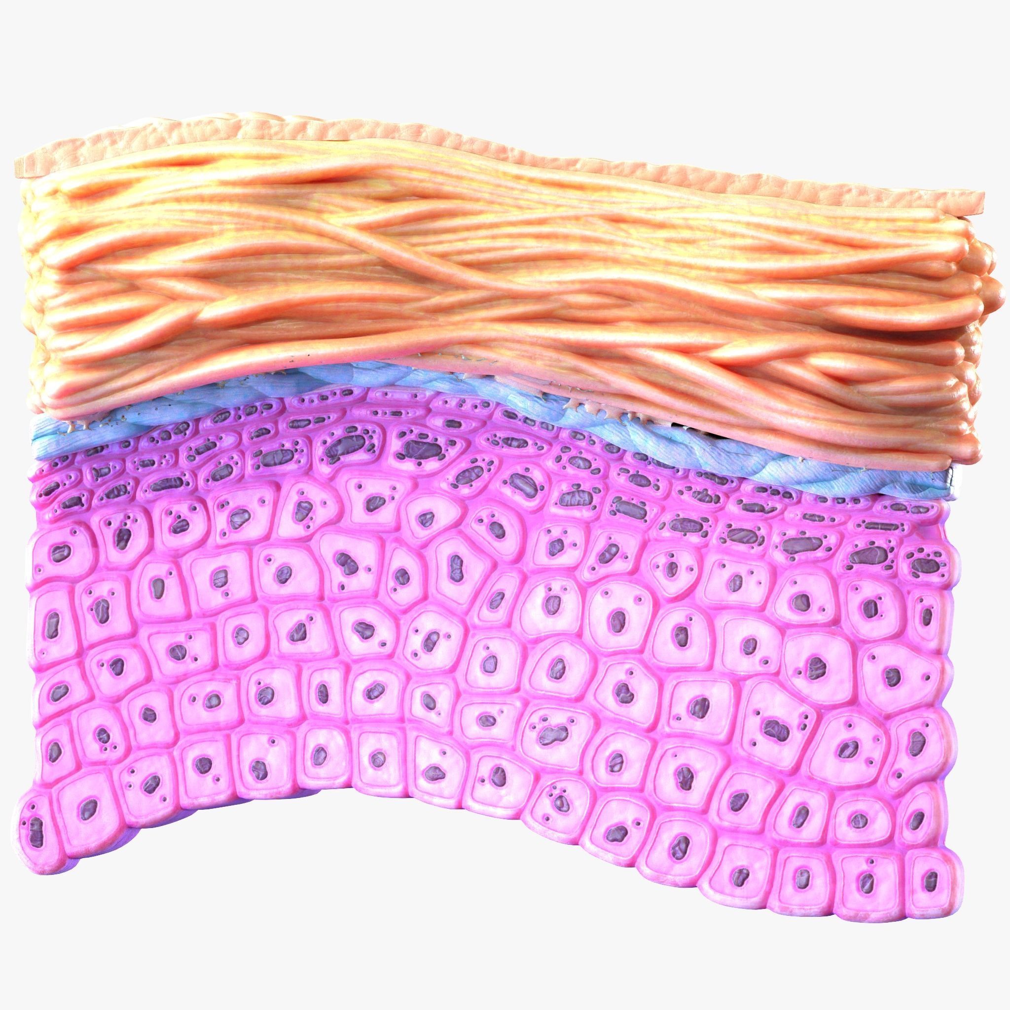 Epidermis Cross Section 3D model_2
