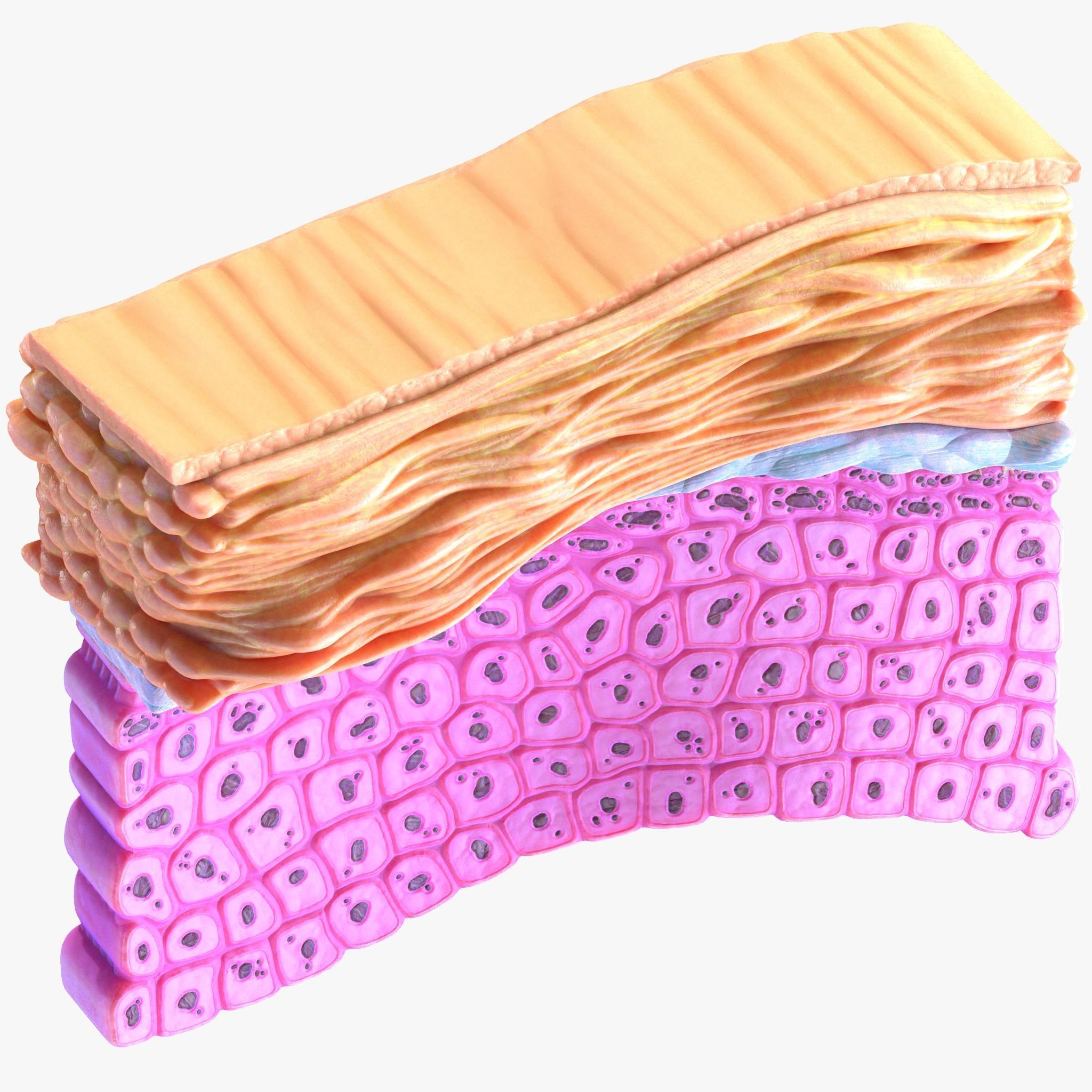 Epidermis Cross Section 3D model_5
