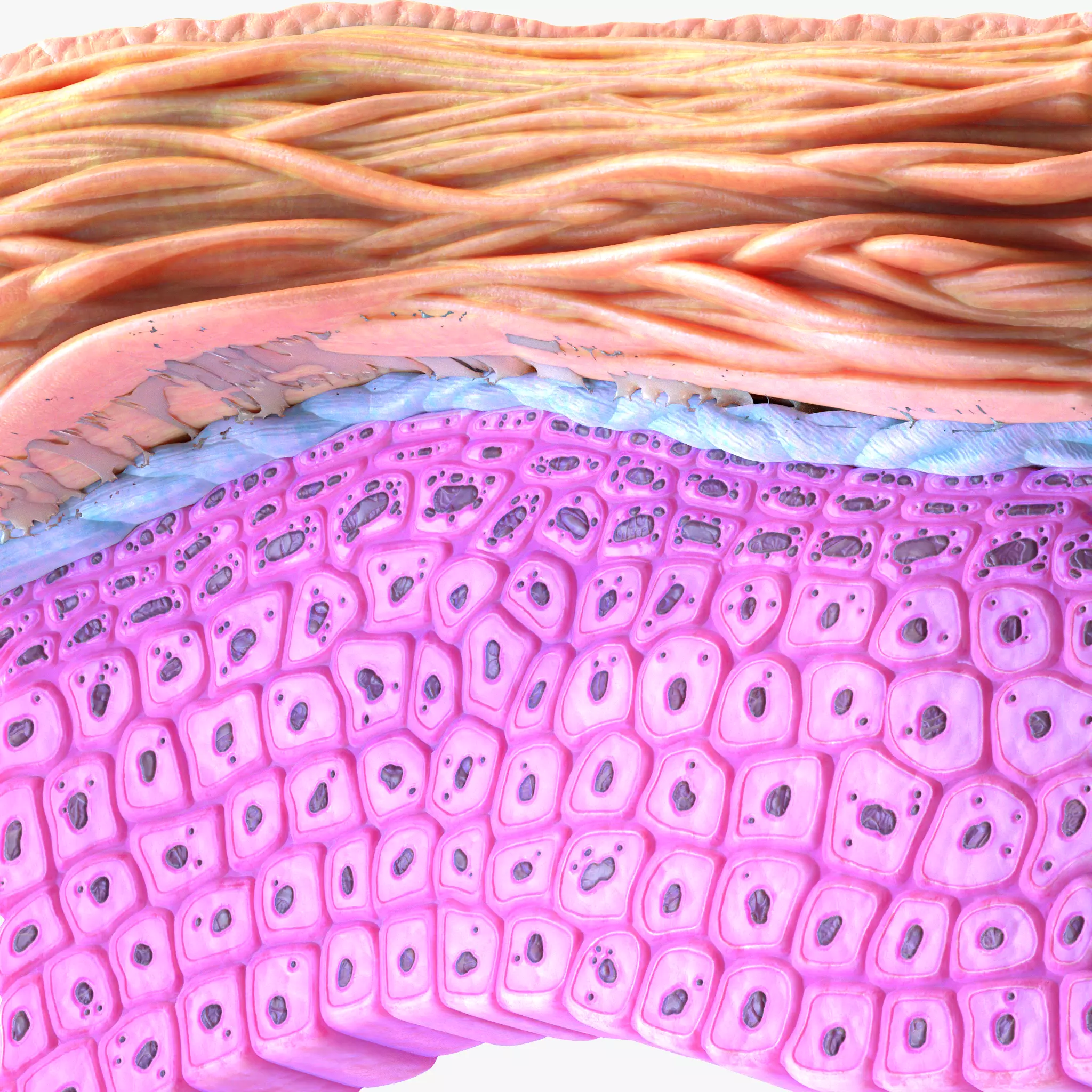Epidermis Cross Section 3D model_0
