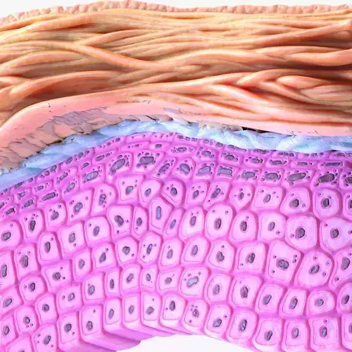 Epidermis Cross Section