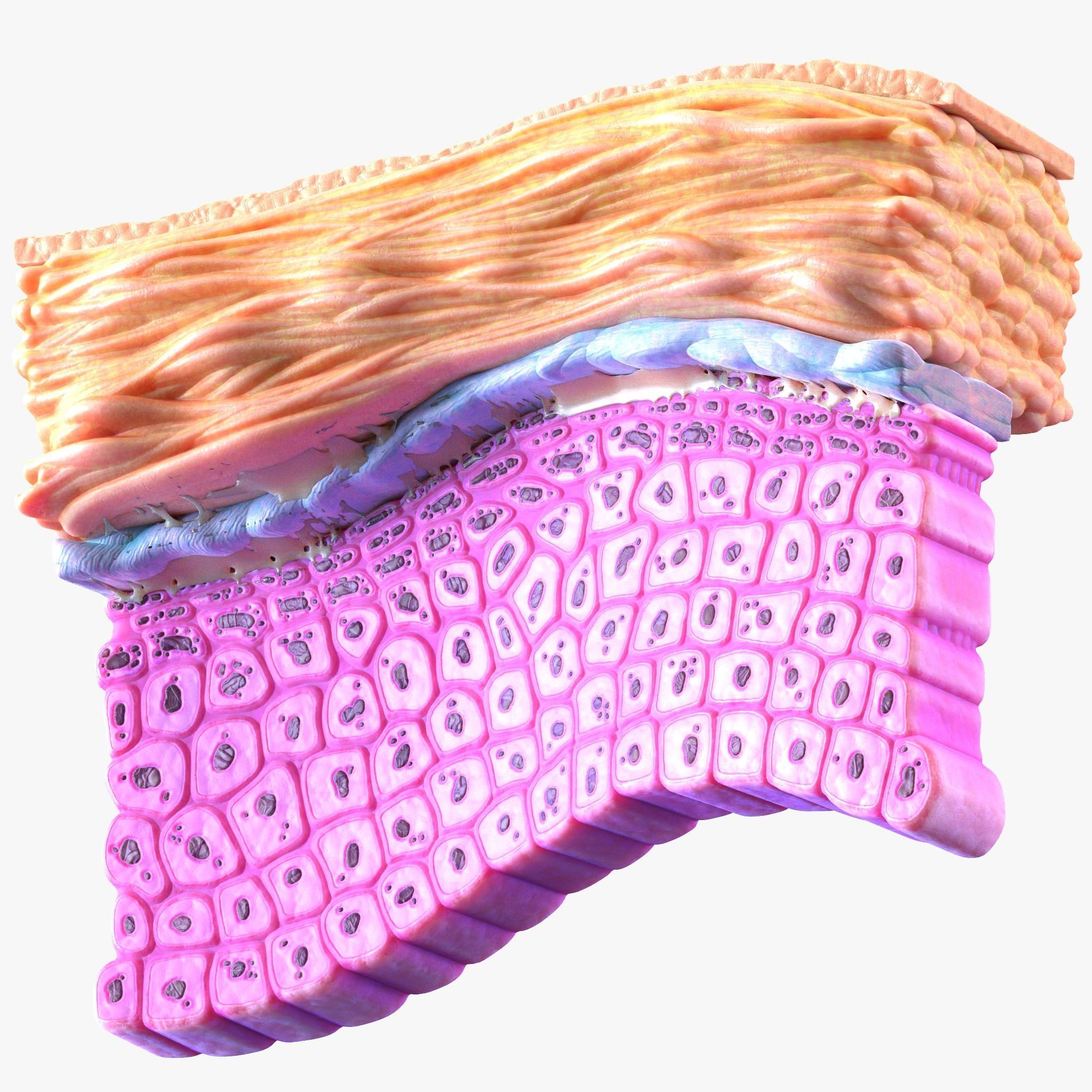 Epidermis Cross Section 3D model_3