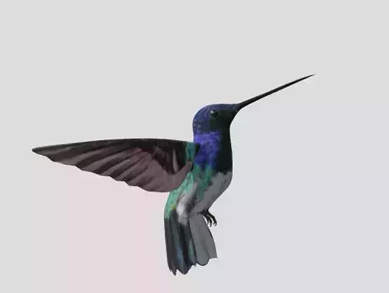 Colibri Nuquiblanco 3D model