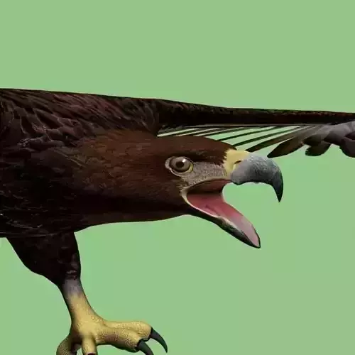 GoldenEagle-Attack eagle