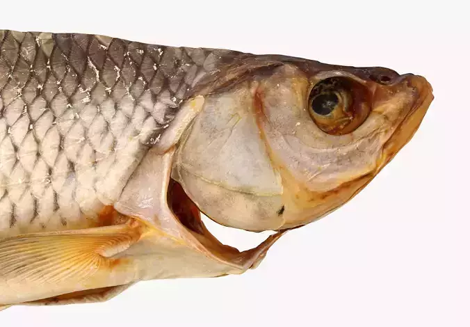 Chub dry fish