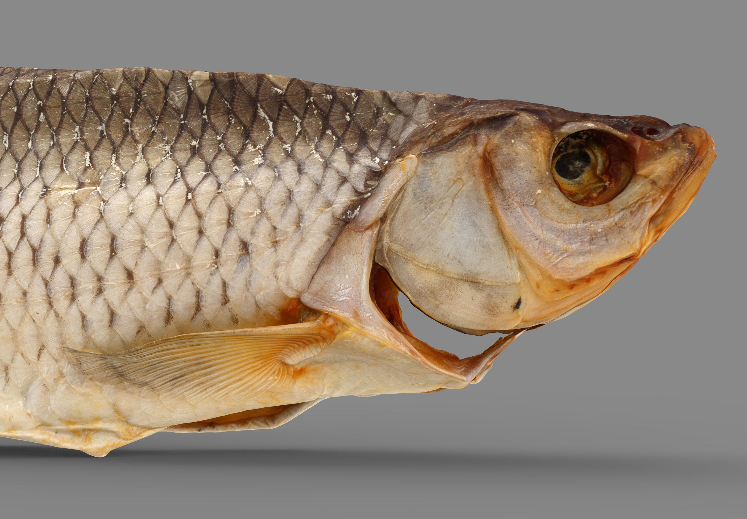 Chub dry fish Low-poly 3D model_3