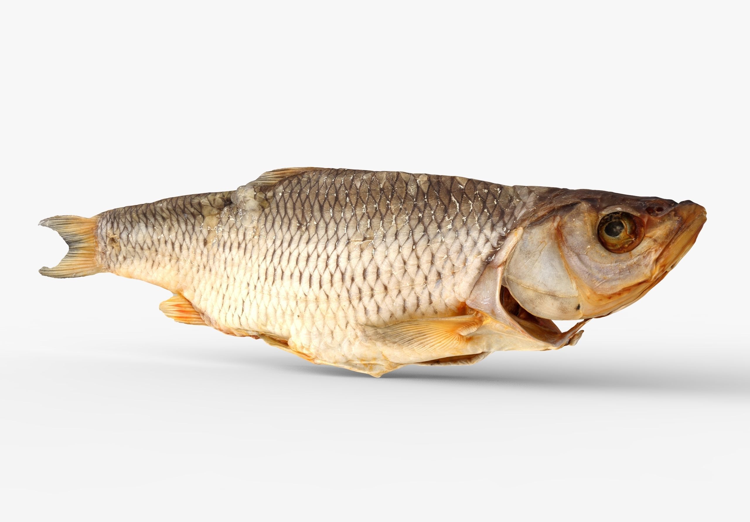 Chub dry fish Low-poly 3D model_7