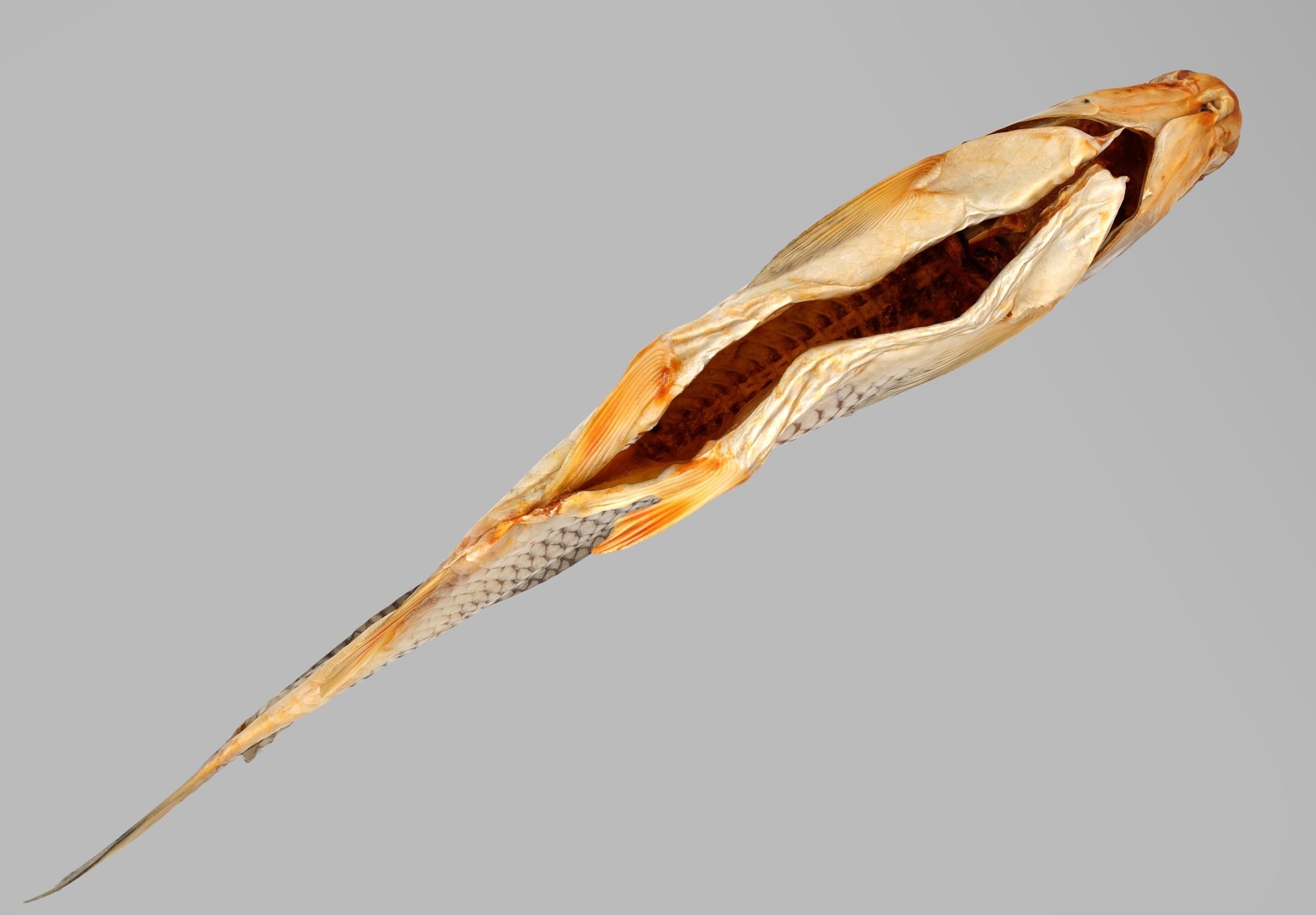 Chub dry fish Low-poly 3D model_4