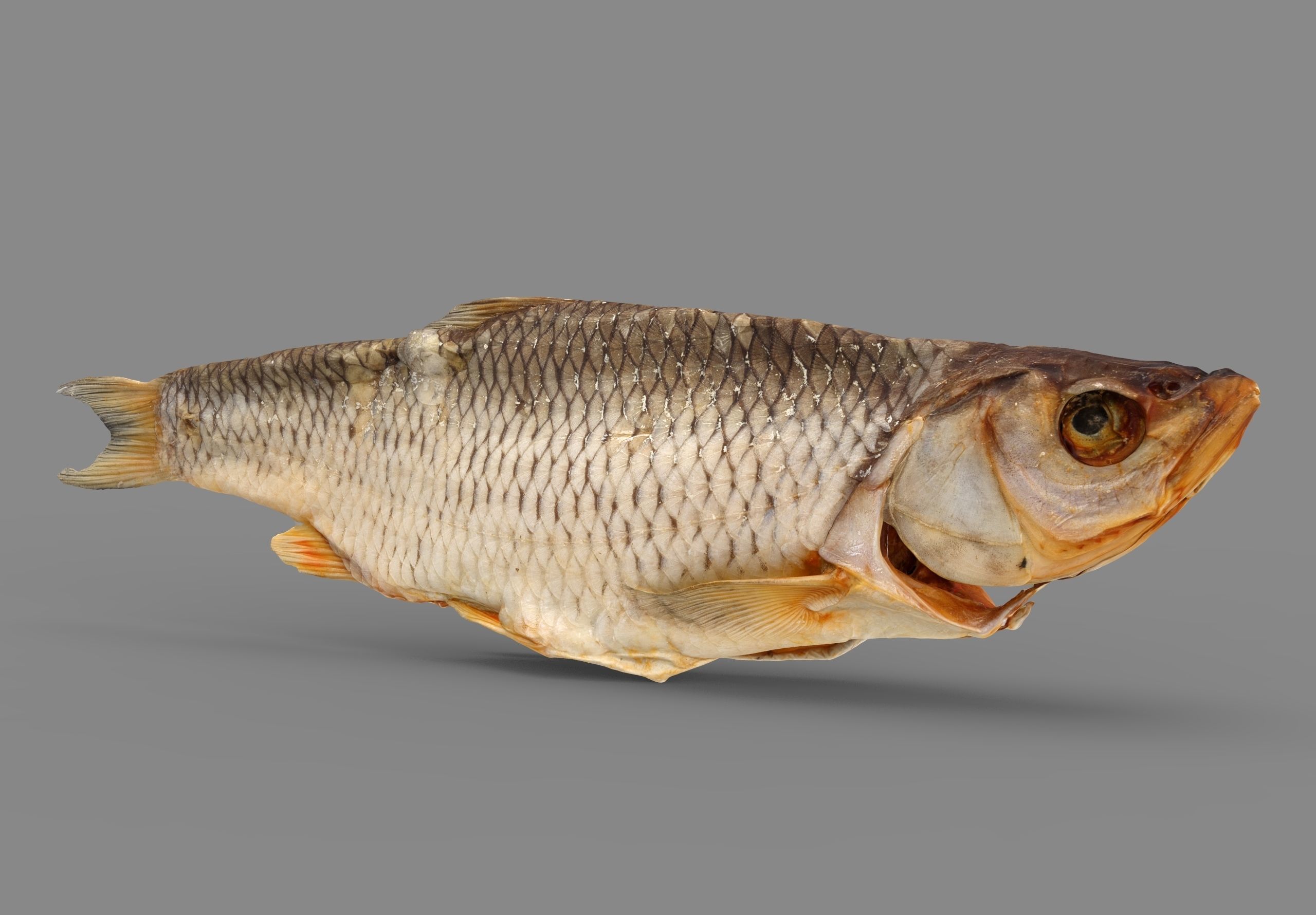 Chub dry fish Low-poly 3D model_2