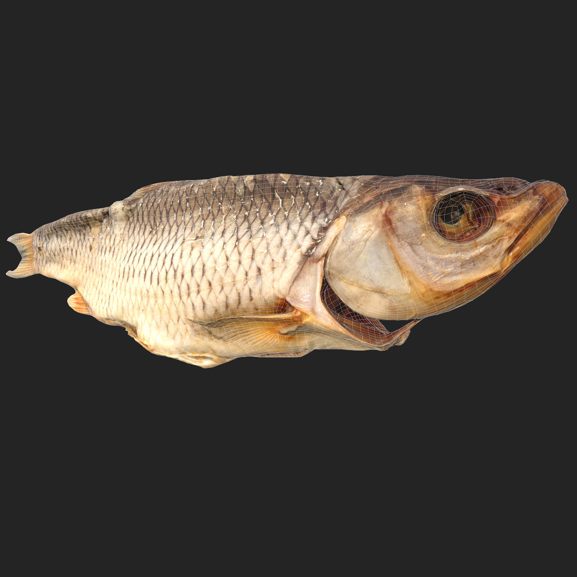 Chub dry fish Low-poly 3D model_8