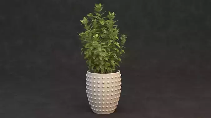 Plant Pot
