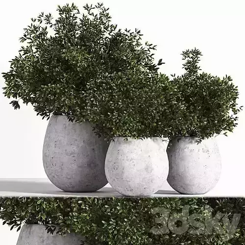 Indoor Plant Set 02