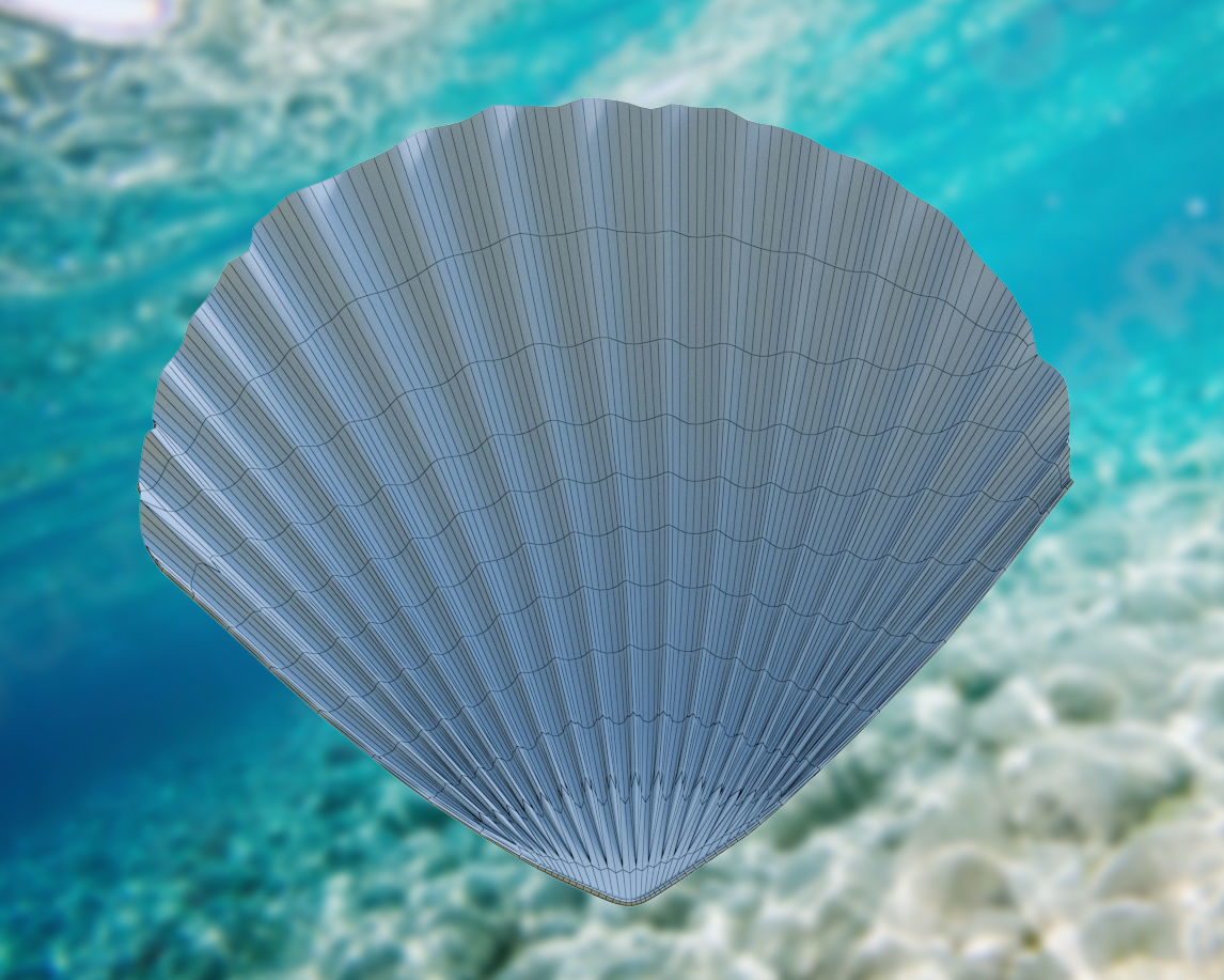 Scallop Seashell 3D model Free 3D model_4