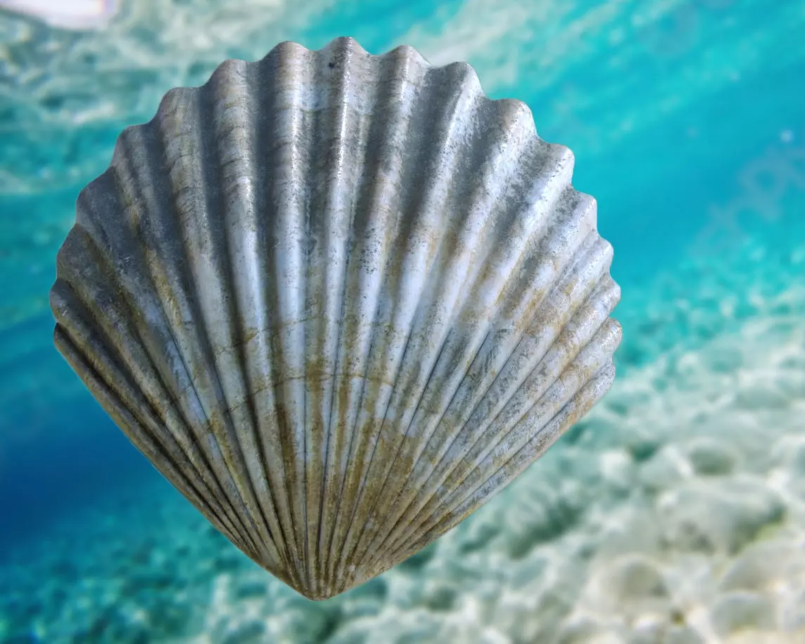Scallop Seashell 3D model Free 3D model_0